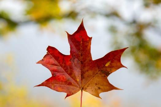 Red autumn leaf on blurred river background