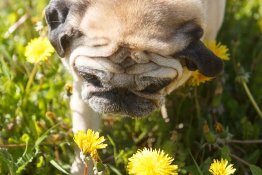 Pug dog in a green spring meadow eat dandelion