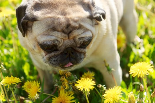 Pug dog in a green spring meadow eat dandelion