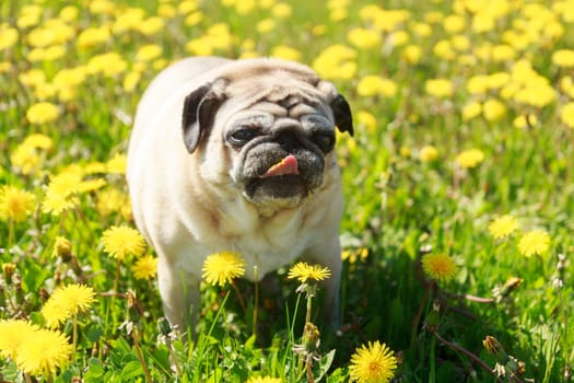 Pug dog in a green spring meadow eat dandelion