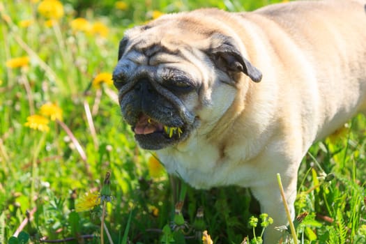 Pug dog in a green spring meadow eat dandelion