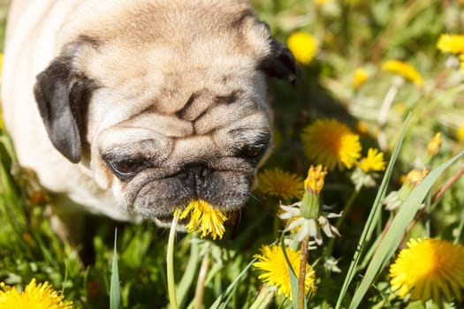 Pug dog in a green spring meadow eat dandelion