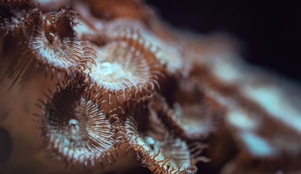 Underwater photo - orange flower like corals emitting light under UV bulb, abstract marine background, shallow depth of field photo only few tentacles in focus.