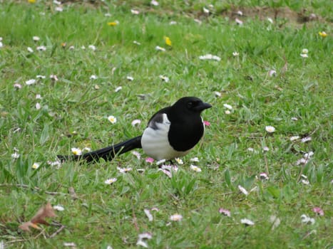 beautiful magpie black white bird flight animal beak