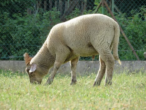 sheep domestic animal wool milk beautiful grass meat