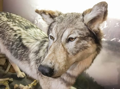 Close-up of Grey Wolf