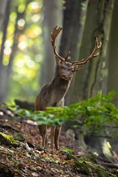 Fallow deer, dama dama, looking to the camera in forest in vertical shot. Stag with massive antlers standing in woodland in autumn. Wild mammal observing in green nature.