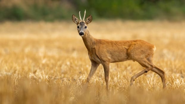 Enchanting roe deer, capreolus capreolus, male with small antlers standing on dry stubble in summer. Young buck looking on field with copy space. Wild game facing camera on farmland in summertime.