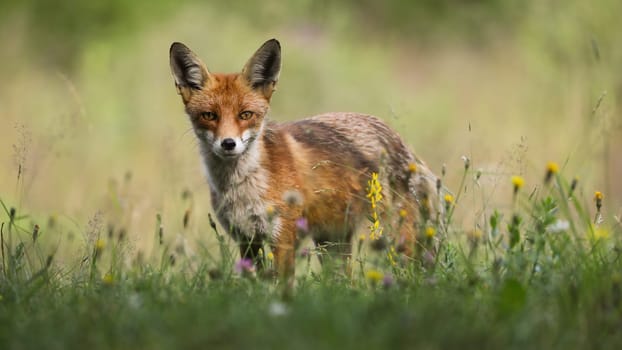 Red fox, vulpes vulpes, standing on blooming pasture in summer sunlight. Wild predator looking to the camera on meadow. Orange mammal watching in wildflowers.