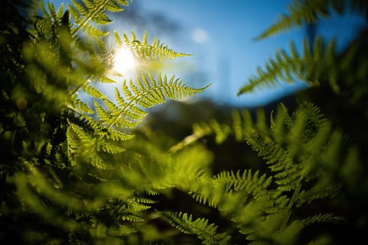 Dense forest undergrowth with multiple green fern leaves illuminated by sun. Green plants growing on a remote place. Concept of environment conservation.