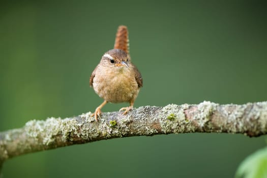 Cute eurasian wren, troglodytes troglodyte, resting on lichen branch in forest. Tiny songbird observing the habitat with tail up. Beige creature sitting still on branch with green blurred background.
