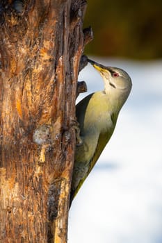 Grey-headed woodpecker, picus canus, attached to the tree with claws in winter. Bird on sun climbing vertical trunk with snow in background.