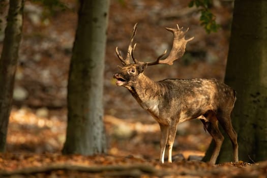 Dominant fallow deer, dama dama, roaring in sunlit forest during rutting season in autumn. Adult mamma with antlers and open mouth calling on the sun. Wild game in mating call during golden hour.