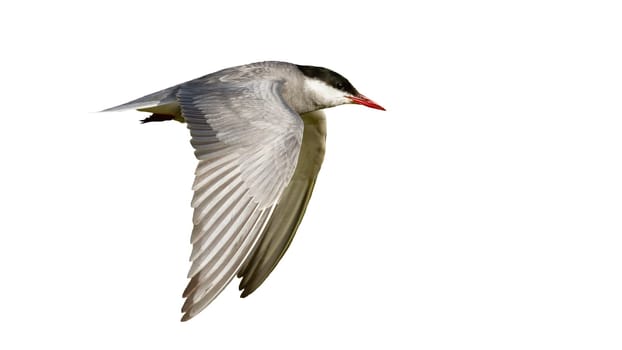 Common tern, sterna hirundo, sterna hirundo, flying in the sky cut out on blank from side. Grey seabird in flight isolated on whute background. Feathered animal with open wings.