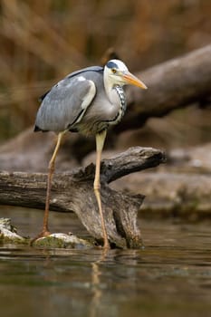 Adult grey heron, ardea cinerea, with long legs hunting fish near fallen tree on river bank. Vertical composition of predatory heron fishing in the water.