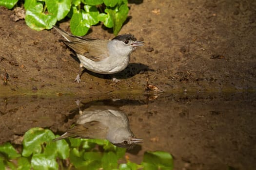 Solitary male of eurasian blackcap, sylvia atricapilla, standing beside water in summer. Reflection of bird bathing in the forest pond. Bright photo of songbird with wet plumage in woodland.