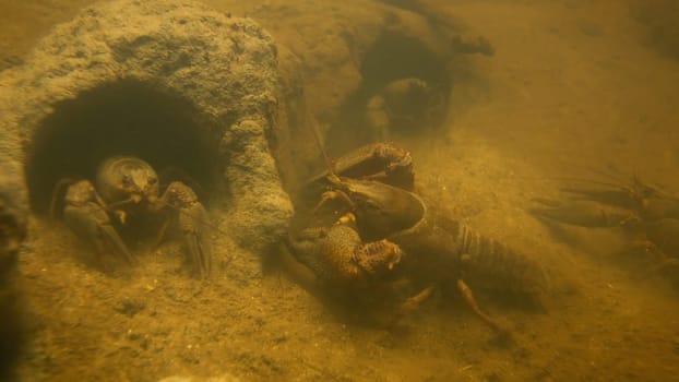 Underwater shot of noble crayfishes, astacus astacus, group moving in their rock holes in stream. Many broad-fingered crayfishes in the river. Behaviour of endangered freshwater animal with claws.