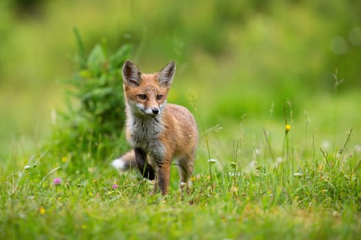 Little red fox, vulpes vulpes, puppy walking on blooming glade in summer. Young mammal moving on meadow in sunlight. Orange cub marching on blossom grassland.