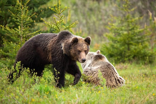 A couple of brown bears, ursus arctos, in the wet spring forest during mating season. Male mammal protecting his lying female with leg up and claws. Walking wild animal with wet fur in woodland.