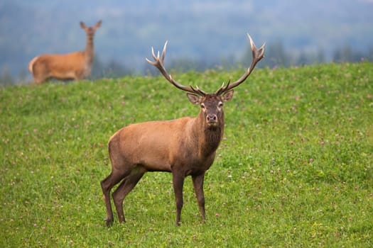 Majestic red deer, cervus elaphus, staring from clover meadow with hind in background in autumn. Disturbed stag looking angry in cloudy weather. Game with big antlers grazing on wildflower clearing.