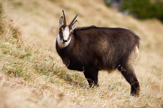 Curious tatra chamois, rupicapra rupicapra tatrica, looking while eating on dry meadow in Carpathian mountains. Fluffy goat with brown fur and horns grazing alone on alpine terrain in autumn.