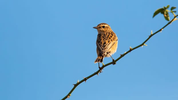 Small european stonechat, saxicola rubicola, female sitting on thorny branch under blue sky. Brown animal perched on thorn with copy space. Bird resting with clear skies in background.