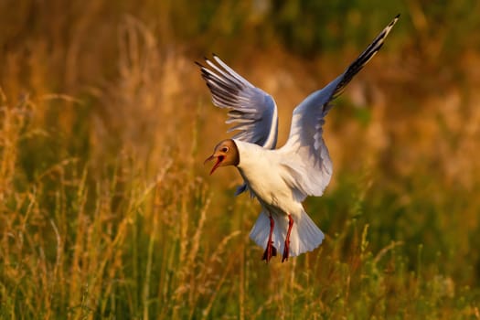 Stunning black-headed gull, chroicocephalus ridibundus, with open beak landing above wetland colony in summer. Adult gull flying in the air during golden hour with copy space. Aquatic bird moving.