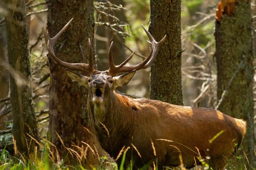 Roaring red deer, cervus elaphus, showing its dominance during mating season in autumn on sun. Behaviour of animal with big antlers in rut. Territorial calling of majestic wild game.