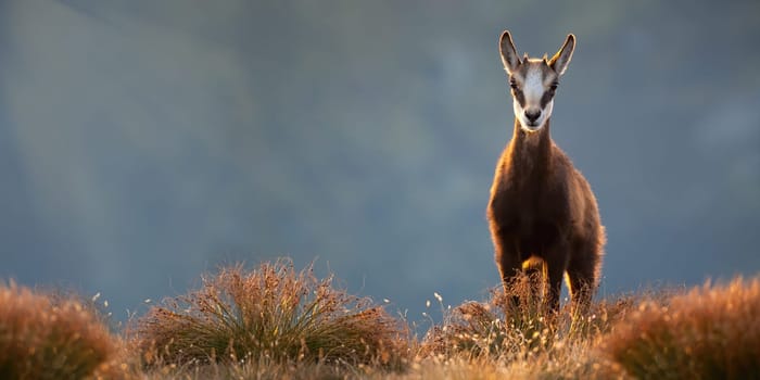 Adorable young tatra chamois, rupicapra rupicapra tatrica, standing on top of mountains in alpine vegetation. Animal wildlife on horizon during sunrise with copy space. Juvenile wild goat with small horns.