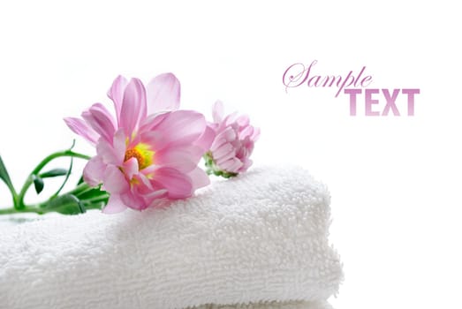 Fresh pink flower daisy on clean white washed towel isolated on white background