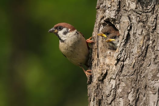 Eurasian tree sparrow, passer montanus, holding on a bark of its nesting tree with little chicks peeking out. Wild song bird breeding in summer nature.