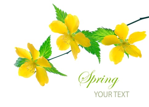 Beautiful yellow flowers in front of white background