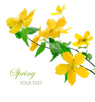Beautiful yallowe flowers in front of white background