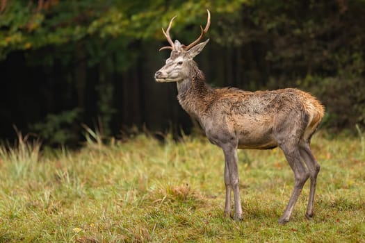 Watchful red deer, cervus elaphus, male standing on forest clearing in autumn moody weather. Attentive wild animal looking to the left with copy space. Solitary young stag on meadow in vibrant habitat.