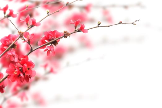 Beautiful pink cherry blossoms over white background