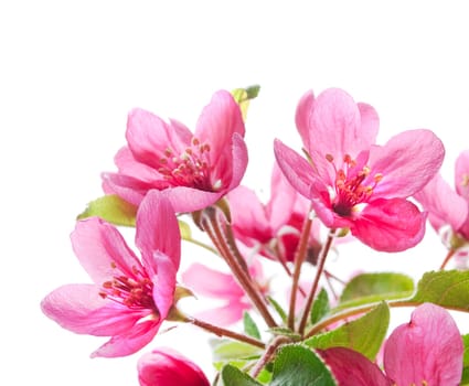 Beautiful pink cherry blossoms over white background