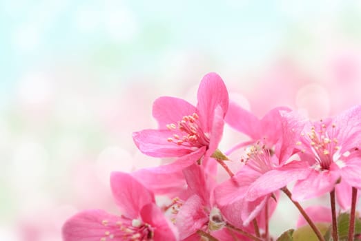 Closeup of beautiful pink flowers in the garden