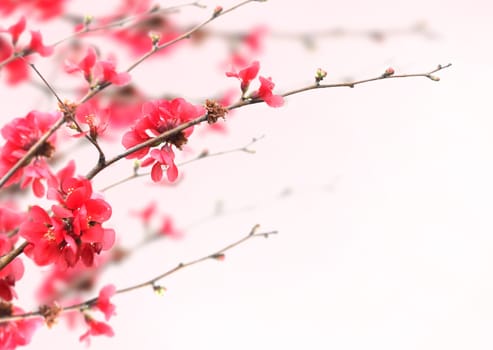 Beautiful pink cherry blossoms over white background