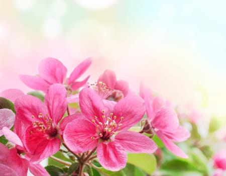 Closeup of beautiful pink flowers in the garden