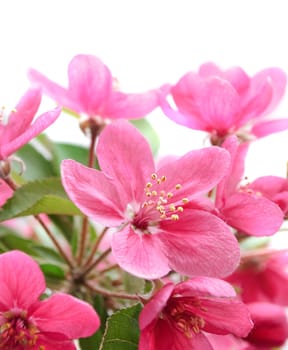 Beautiful pink flowers in fron of white background