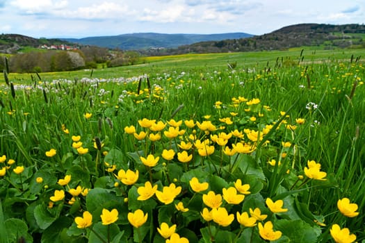 Caltha palustris