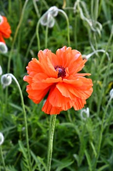 Papaver orientale