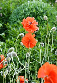 Papaver orientale