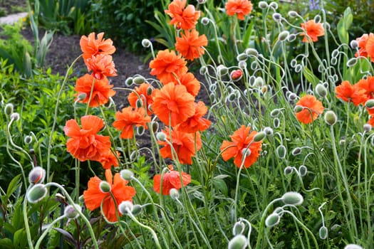 Papaver orientale