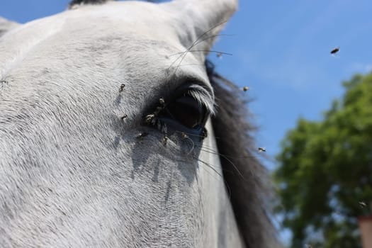 beautiful photos of horse up close in detail eye nose pure spanish breed