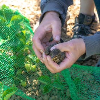 Young blackbird is caught in a green net on a strawberry field and is being held in his hands