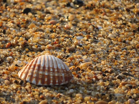 clam shell on the beach washed away by the waves