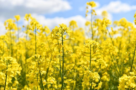 blooming rapeseed field