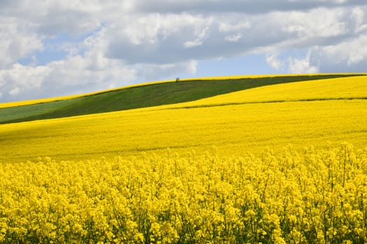 blooming rapeseed field