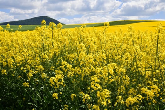 blooming rapeseed field